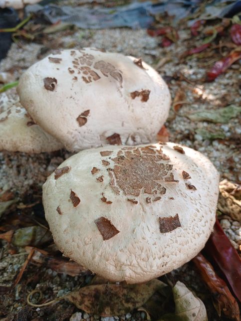 버섯입니다 .식용가능한가요???의 1번 째 이미지