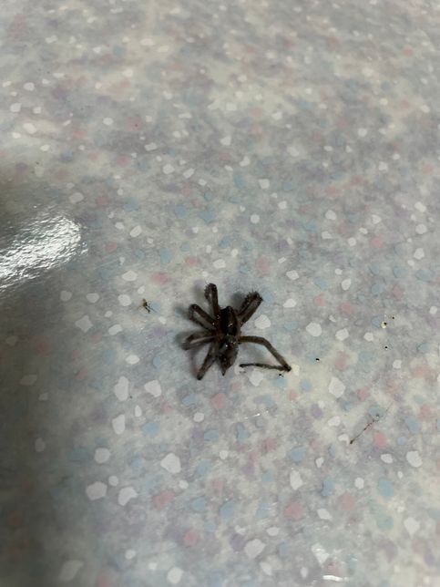 이거 무슨 거미인가요 ???????의 0번 째 이미지