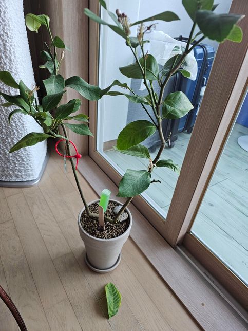 오렌지나무 화분을 들였는데 잎이 툭툭 떨어지네요의 0번 째 이미지