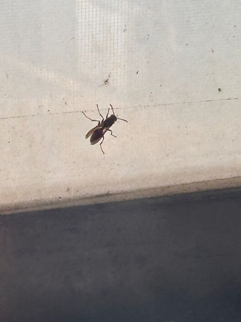 집에 말벌 들어왔어요ㅠㅠㅠㅠㅍㅍ어떡ㄱ하죠ㅜㅜ의 0번 째 이미지