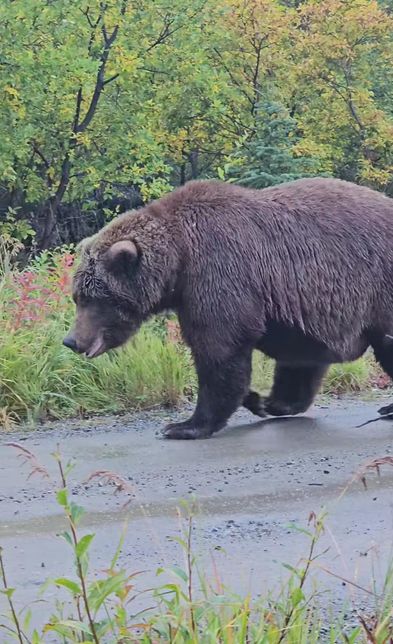 정말 초식동물도 육식동물처럼 사람을 더 많이 죽였던 역사가 있었나요?의 0번 째 이미지