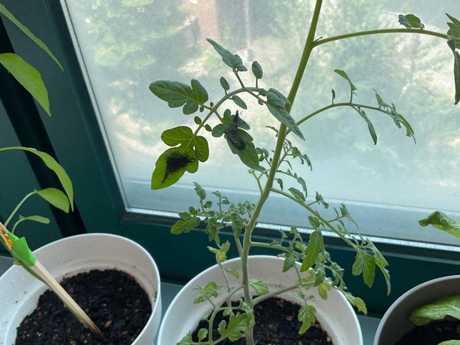 잿빛곰팡이 감염시키는법에 대하여 알려주세요의 1번 째 이미지