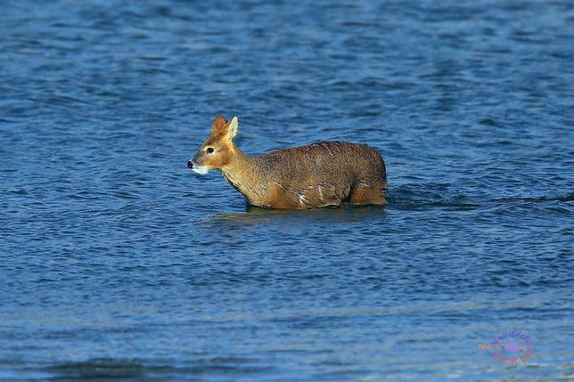 고라니도 사슴과 동물들 중에서 반수생동물인가요?의 0번 째 이미지