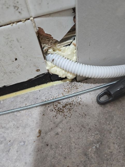 바퀴벌레? 개미? 어떤 벌레 흔적일까요?의 1번 째 이미지