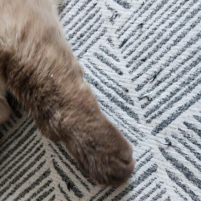 고양이 앞발 왼쪽 발목만 부었습니다.의 0번 째 이미지