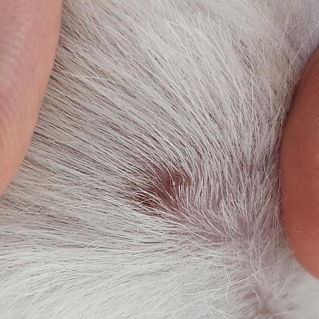 강아지 얼굴 입 근처에 피부병? 딱지?의 1번 째 이미지