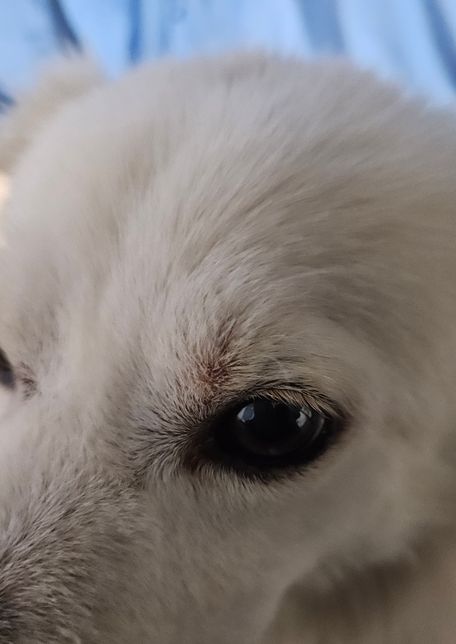 강아지 눈 위쪽이 빨갛게 부었는데 뭘까요?의 0번 째 이미지