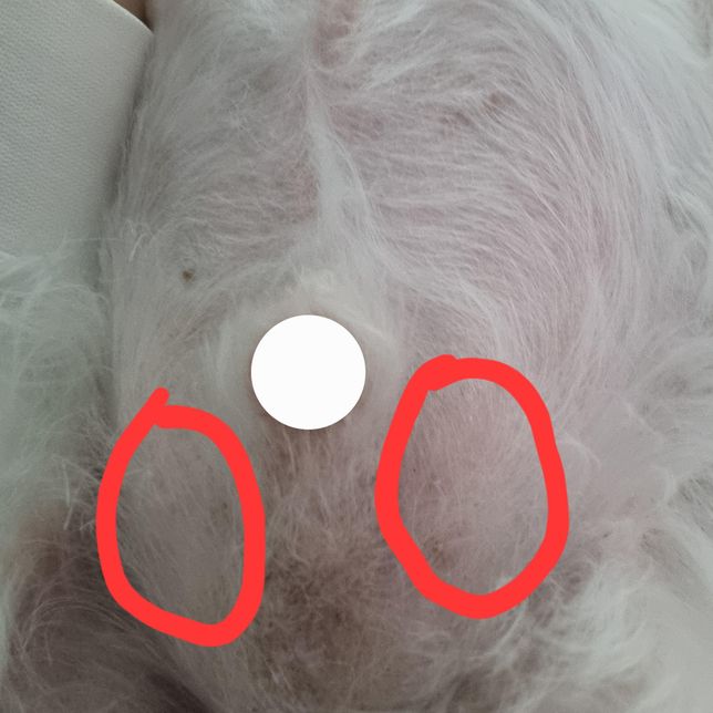 강아지 고추 옆 부분 볼록 튀어나왔어요의 0번 째 이미지