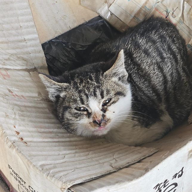 아기고양이 눈을 잘 못뜨고 콧물도 있는거같아요의 0번 째 이미지