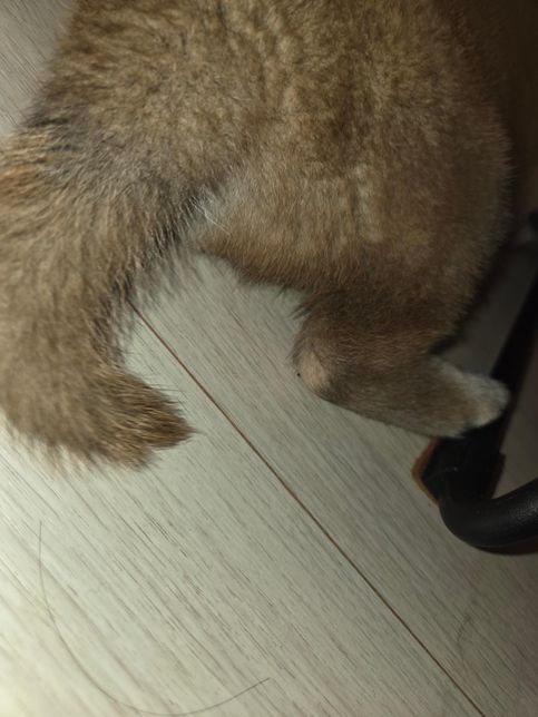 3개월 시바견 여자아이 질문드립니다의 0번 째 이미지