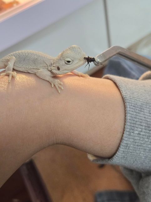 비어디드래곤이 먹이 반응이 없어요ㅠㅜ의 0번 째 이미지