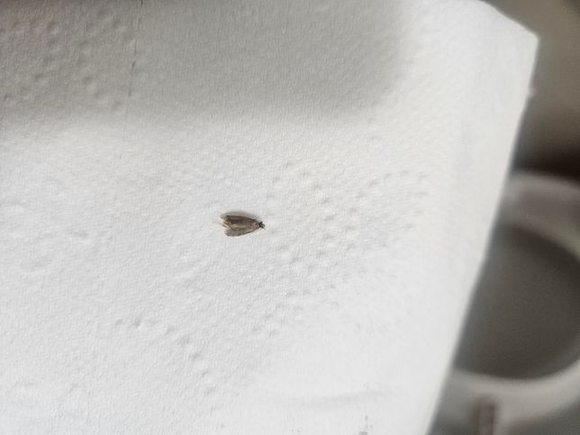 이거 무슨 벌레인가요?? 화장실에 보였어요의 0번 째 이미지