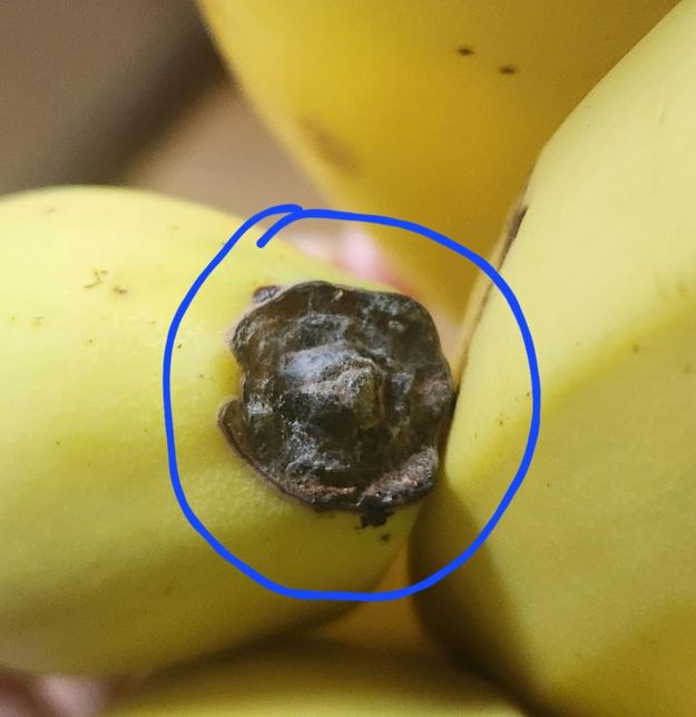 바나나 끝부분에 흰색실처럼 엉켜있는 부분 곰팡이인가요 아니면 다른건가요?의 0번 째 이미지