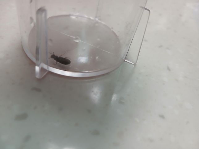 이 벌레는 무엇일까요? 밖에 한두마리 있길래 하나 잡아놨습니다..의 1번 째 이미지