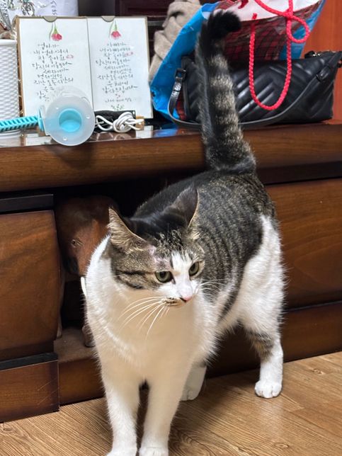 고양이 눈 위 털이 갑자기 빠졌어요(탈모? 피부병?)의 1번 째 이미지