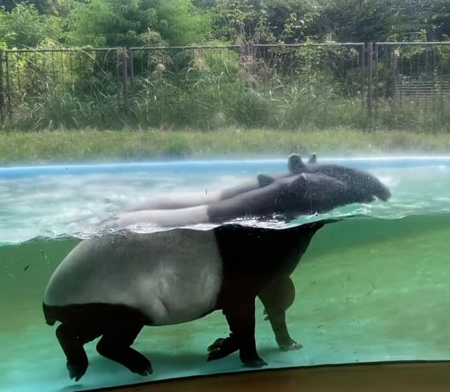 멸종위기 동물들을 복원할 때 암컷과 수컷을 결혼시키는 방법은 어떤 장소에 풀어서 적응을 하게 키워야 되나요?의 2번 째 이미지