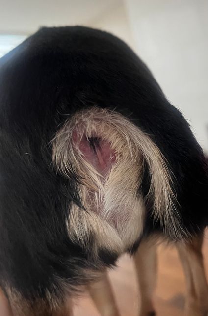 강아지가 항문을 자꾸 핥아요ㅠㅠㅠㅠ (사진있음)의 0번 째 이미지