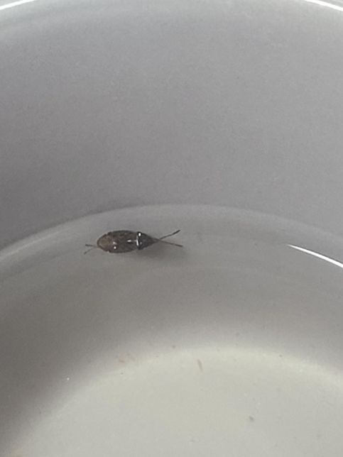 무슨 벌레인가요? 바퀴벌레 유충인가요?의 2번 째 이미지