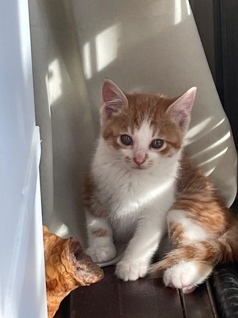 고양이 발톱깎는게 너무 힘듭니다...ㅠㅠ의 0번 째 이미지
