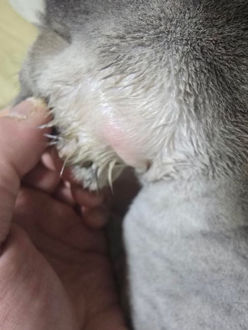 고양이 귀 뒤쪽 상태좀 봐주세요 왜 이러는걸까요??의 3번 째 이미지