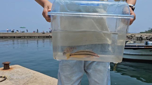 이 바다물고기 이름이랑 식용가능 여부를 알려주세요의 0번 째 이미지