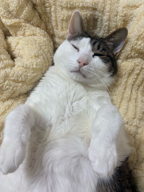 고양이는 왜 이렇게 귀엽죠 질투가 나요의 0번 째 이미지