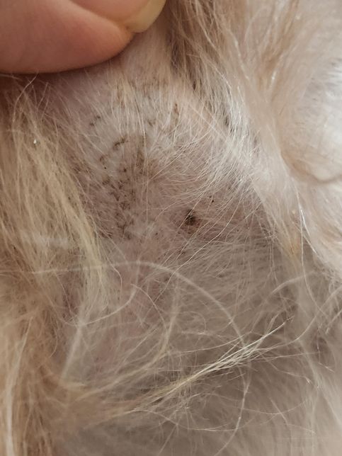 강아지 배 및 생식기 주변 피부상태-블랙헤드??의 0번 째 이미지