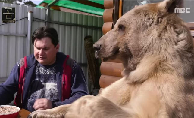 안녕하세요 러시아에서 기르는 애완 불곰이라는데..의 1번 째 이미지