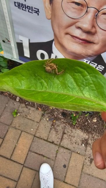 이 거미는 어떤 종류의 거미인가요??의 2번 째 이미지