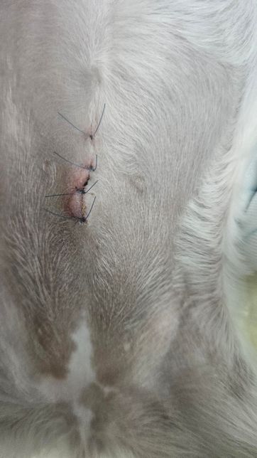 강아지 중성화 후 수술 흉터 조언 구합니다의 0번 째 이미지