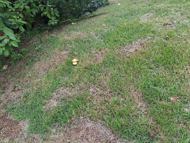 이거 무슨 버섯인가요?? 무슨 버섯인지 궁금합니다!의 1번 째 이미지