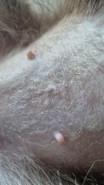 강아지 중성화 실밥 푼 후 실이 튀어나왔어요의 0번 째 이미지