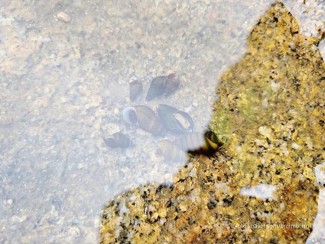 물 속에 나뭇가지나 마른 풀을 집어넣으면 물고기와 게를 포함한 민물생물들이 잘 살까요?의 2번 째 이미지