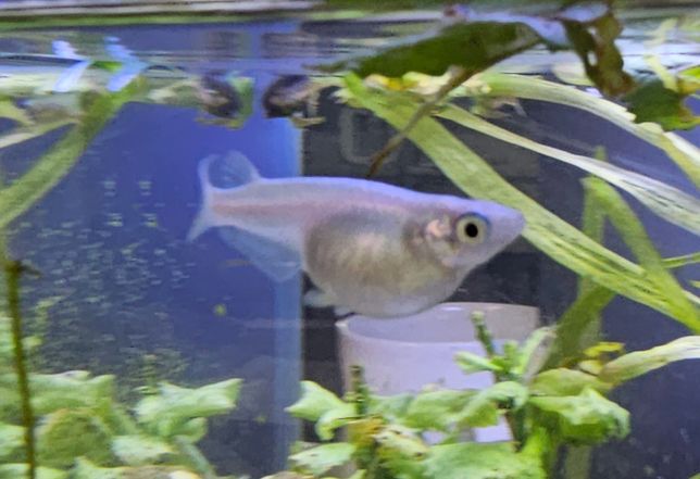 메다카 배가 이렇게 불룩한데 이상없는 것인지 궁금합니다.의 0번 째 이미지