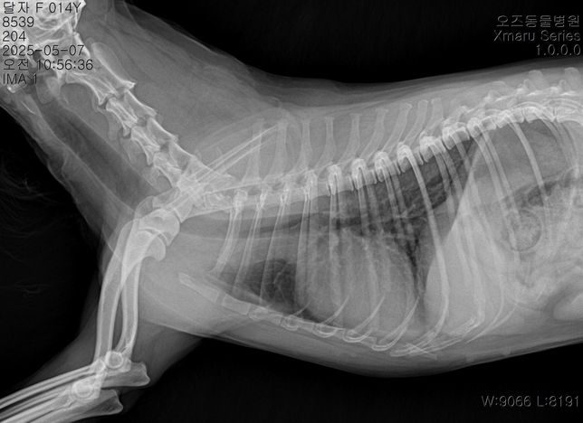 강아지 폐 엑스레이 판독부탁드립니다의 3번 째 이미지