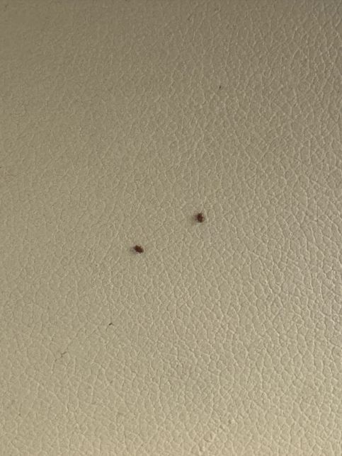 이거 무슨 벌레인가요? ㅠㅠㅠ너무 급해요 !!!의 0번 째 이미지