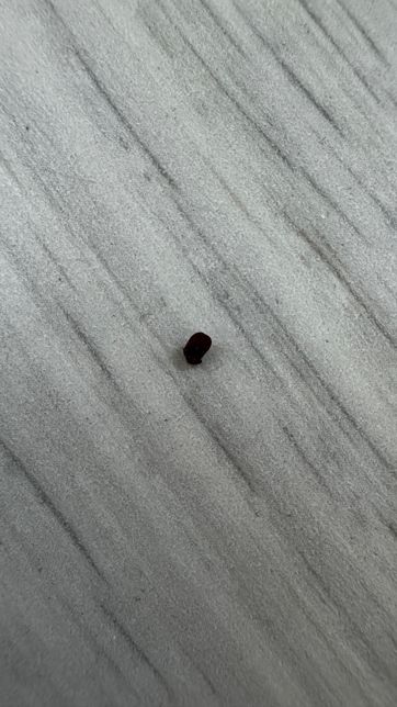 이 벌레 뭔지 아시나요 미칠꺼 같네요ㅠㅠ의 0번 째 이미지