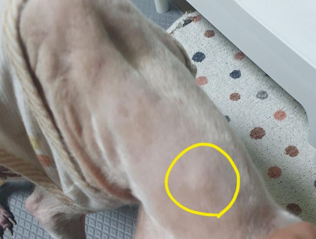 강아지 당뇨 인슐린주사했을때 이거뭘까요?의 0번 째 이미지
