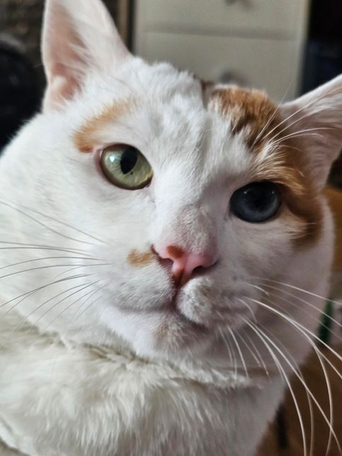 저희 집 고양이 눈에 검은 점이 생겼어요의 0번 째 이미지