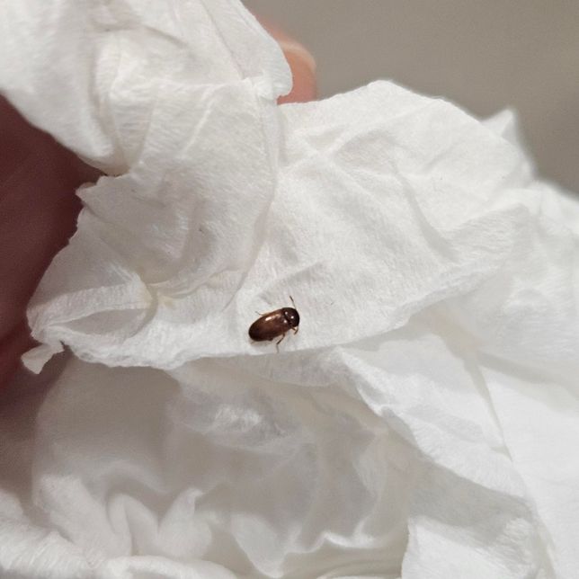 이 벌레는 무슨 벌레인가요 도와주세요의 0번 째 이미지