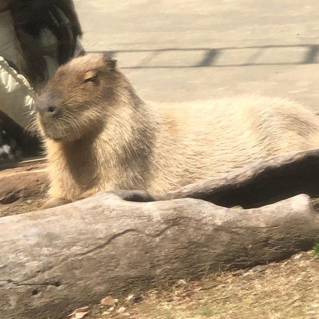 왜 비수도권 지역 동물원에 카피바라는 야외 방사장이 있는 동물원이 아닌 실내 동물원에만 사육되고 있나요?의 2번 째 이미지