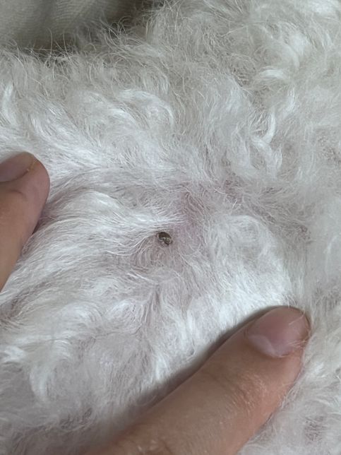 강아지 몸에 이거 뭔가요? 뾰루지인가요?의 0번 째 이미지
