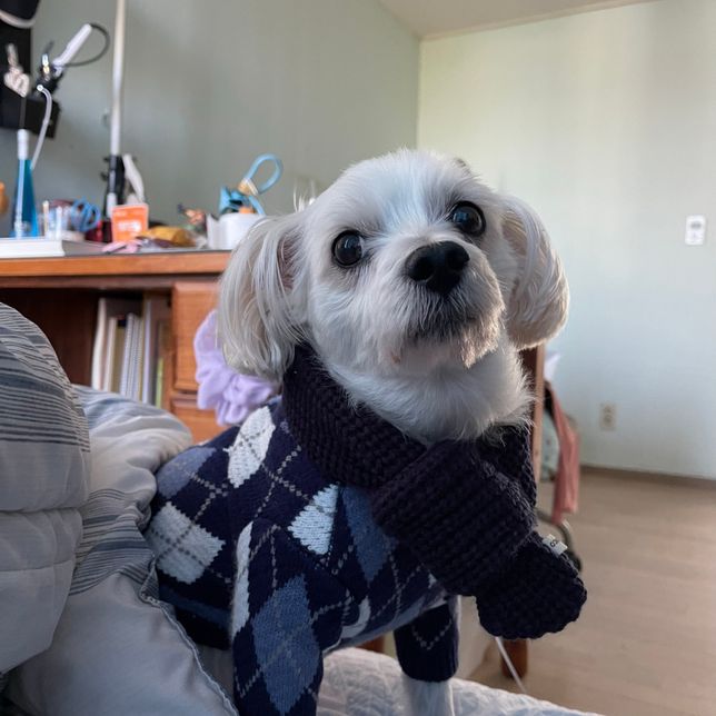 피부민감 14세 노견 사료 간식 추천부탁드립니다!의 0번 째 이미지