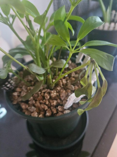 홍콩야지를 키우는데 잎이 갈변할때 그걸 잘라주어아하나요? 어디까지 자르면 되나요?의 2번 째 이미지