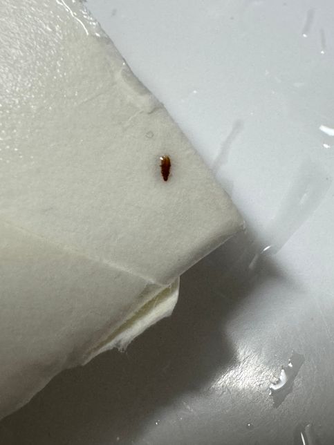 집 화장실과 북박이장에서 나오는 적갈색의 아주 작은 벌레 이름이 뭘까요 ㅜㅜ의 0번 째 이미지