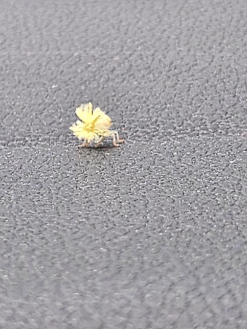 이 곤충 이름이 궁금 합니다 주말농장 에서 차 안으로 들어 왔는데 5cm 정도로 아주 작은 곤충 입니다의 0번 째 이미지