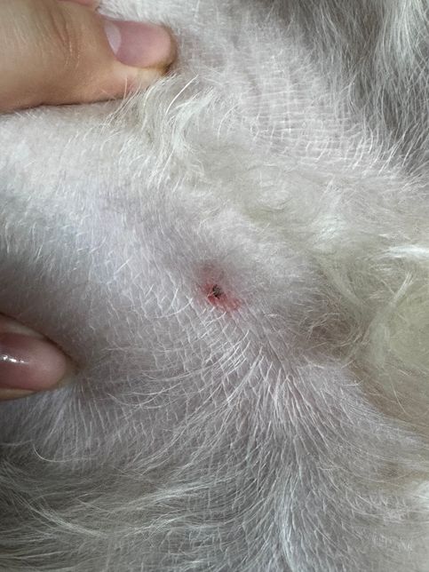 강아지 살에 벌레가 붙은거 같은데 진드기 일까요?의 0번 째 이미지