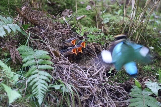 요즘 왜 우리나라에 여름철새들의 번식률이 더 빨라졌나요?의 2번 째 이미지