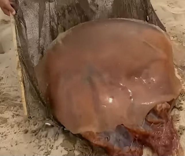 해파리 영상 보다가 요리 해서 먹는다고의 0번 째 이미지