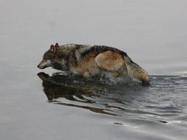 늑대는 정말로 땅 위에 사는 동물치고는 물을 좋아할까요?의 0번 째 이미지